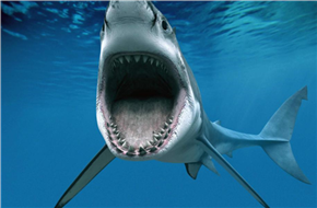 探班＂海洋侏罗纪＂《巨齿鲨》 耗1.5亿$欲拍三部曲