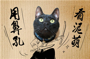 《绣春刀·修罗战场》黑猫竟成网红 “锦衣喵”与张震飚戏 