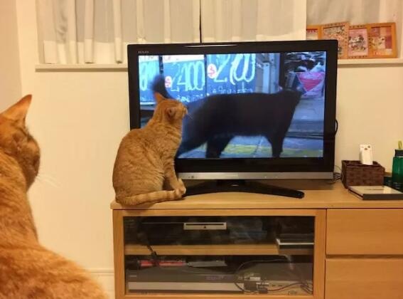 日本有个猫咪纪录片，现在它要改编成电影上映了(图2)