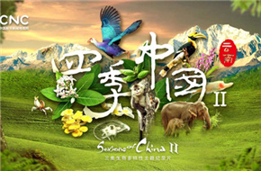 移动电影院助力《四季中国II》全球放映，展现生物多样性保护的中国智慧